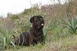 CANE CORSO 164